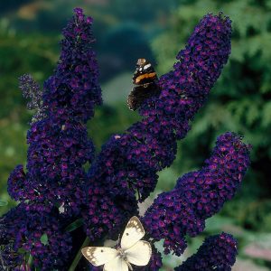 Black Knight Butterfly Bush Pictures