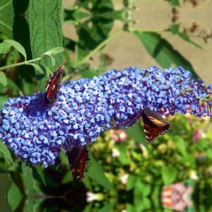 Buzz Sky Blue Butterfly Bush Picture