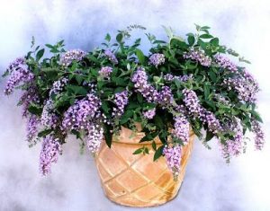 Lavender Veil Butterfly Bush Picture