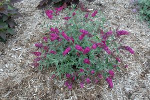 Magenta Munchkin Butterfly Bush Picture