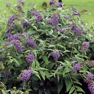 Purple Haze Butterfly Bush