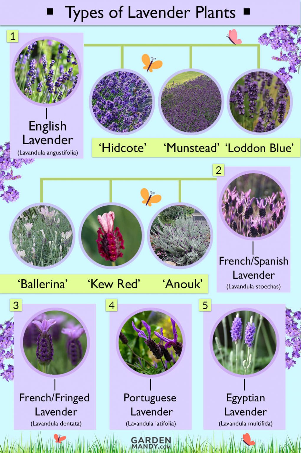 List of Different Types of Lavender Plant with Pictures