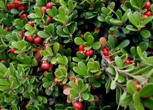 Common Bearberry for Plants Under Pine