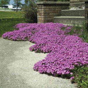 Creeping Phlox of Plants Under Pine