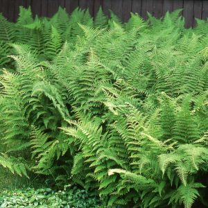 Hay-Scented Fern for Plants Under Pine