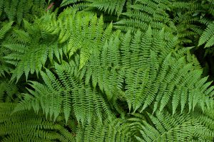 Lady Fern for Landscaping Under Pine Trees