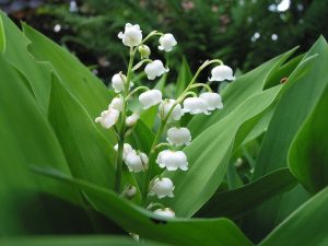 Lily of the Valley For Landscaping Under Pine Trees