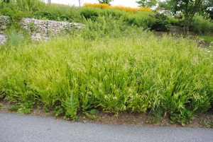 Northern Sea Oats for Landscaping Under Pine Trees