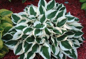 Patriot Hosta for Plants Under Pine