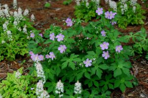 Spotted Cranesbill for Landscaping Under Pine Trees