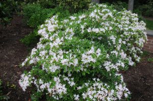 Sweet Azalea for Landscaping Under Pine Trees