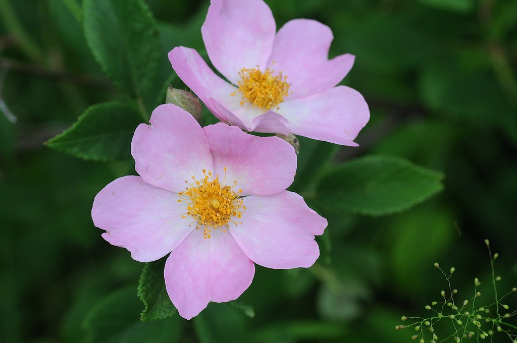 Climbing Wild Rose