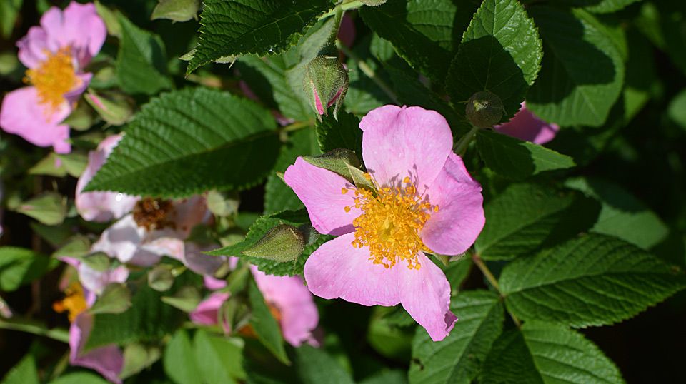 Climbing Wild Rose