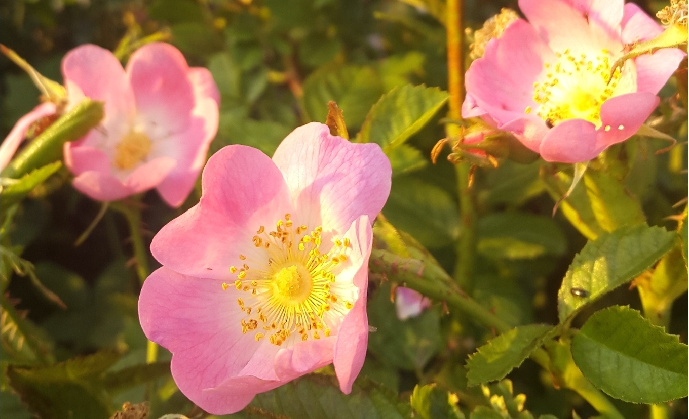 Common Wild Rose