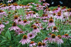 Coneflower