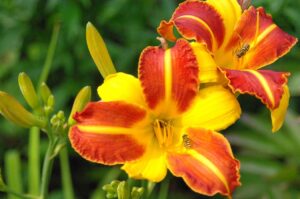 Daylily