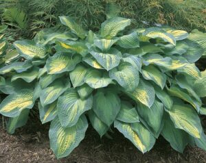 Hostas