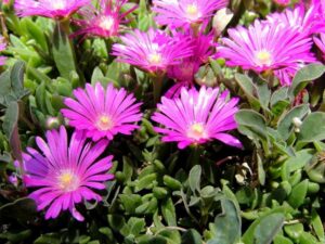 Ice Plant